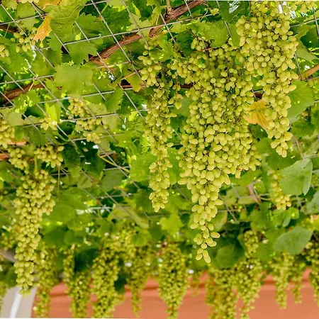 Kamariko Traditional House Afantou