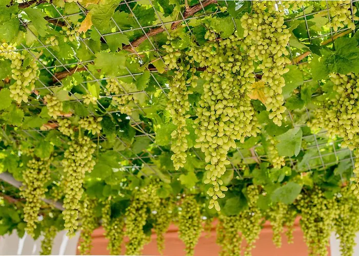 Kamariko Traditional House Afandu